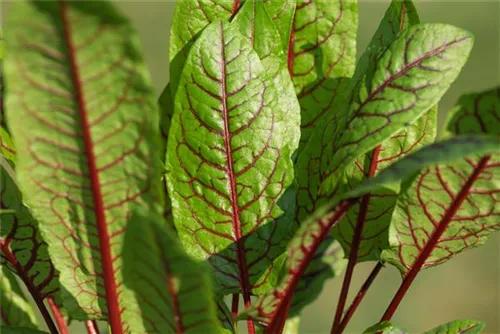 Blut-Ampfer - Rumex sanguineus