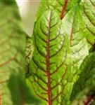 Blut-Ampfer - Rumex sanguineus