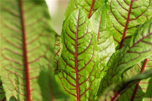 Blut-Ampfer - Rumex sanguineus