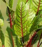 Blut-Ampfer - Rumex sanguineus