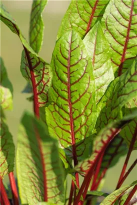 Blut-Ampfer - Rumex sanguineus