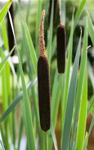 Typha angustifolia