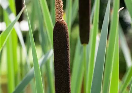 Typha angustifolia - Schmalblättriger Rohrkolben