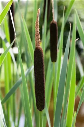 Schmalblättriger Rohrkolben - Typha angustifolia