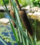 Schmalblättriger Rohrkolben - Typha angustifolia