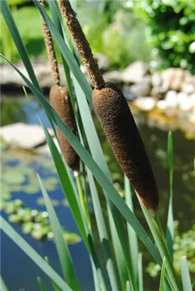 Schmalblättriger Rohrkolben - Typha angustifolia