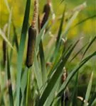 Schmalblättriger Rohrkolben - Typha angustifolia