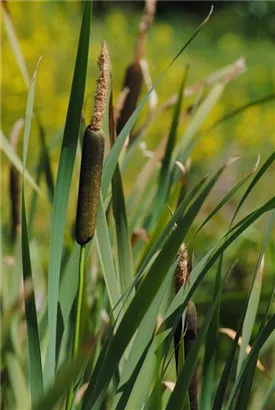 Schmalblättriger Rohrkolben - Typha angustifolia