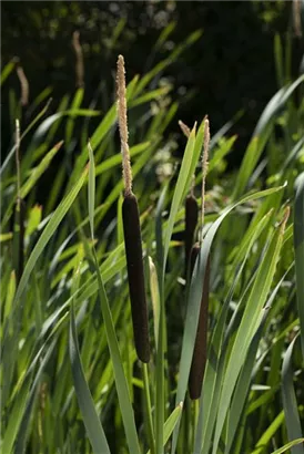 Schmalblättriger Rohrkolben - Typha angustifolia