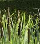 Schmalblättriger Rohrkolben - Typha angustifolia