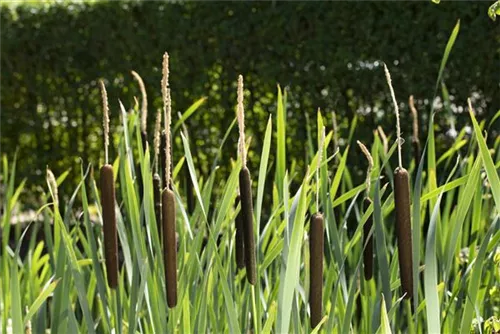 Schmalblättriger Rohrkolben - Typha angustifolia