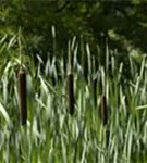 Schmalblättriger Rohrkolben - Typha angustifolia