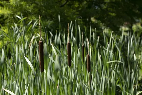 Schmalblättriger Rohrkolben - Typha angustifolia