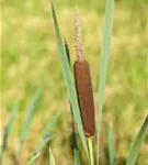 Schmalblättriger Rohrkolben - Typha angustifolia