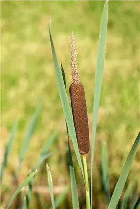 Schmalblättriger Rohrkolben - Typha angustifolia