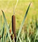 Schmalblättriger Rohrkolben - Typha angustifolia