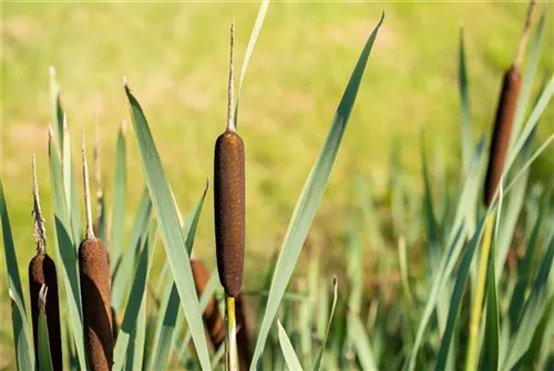 Schmalblättriger Rohrkolben - Typha angustifolia