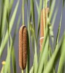 Breitblättriger Rohrkolben - Typha latifolia