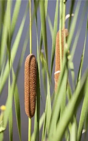 Typha latifolia