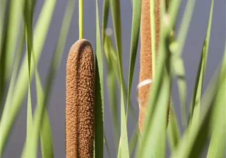 Typha latifolia - Breitblättriger Rohrkolben