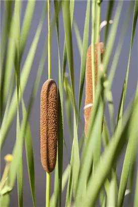 Breitblättriger Rohrkolben - Typha latifolia