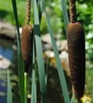 Breitblättriger Rohrkolben - Typha latifolia