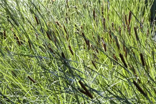 Breitblättriger Rohrkolben - Typha latifolia