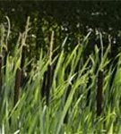 Breitblättriger Rohrkolben - Typha latifolia