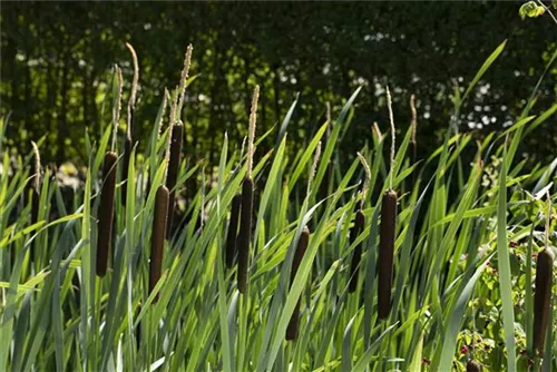 Breitblättriger Rohrkolben - Typha latifolia