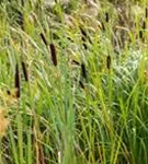 Breitblättriger Rohrkolben - Typha latifolia