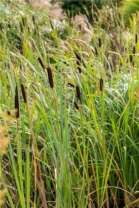 Breitblättriger Rohrkolben - Typha latifolia