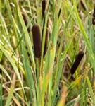 Breitblättriger Rohrkolben - Typha latifolia