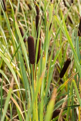 Breitblättriger Rohrkolben - Typha latifolia