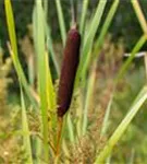 Breitblättriger Rohrkolben - Typha latifolia