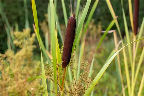 Breitblättriger Rohrkolben - Typha latifolia