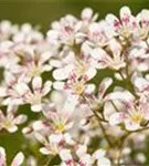 Garten-Strauch-Steinbrech - Saxifraga arendsii 'Southside Seedling'