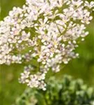 Garten-Strauch-Steinbrech - Saxifraga arendsii 'Southside Seedling'