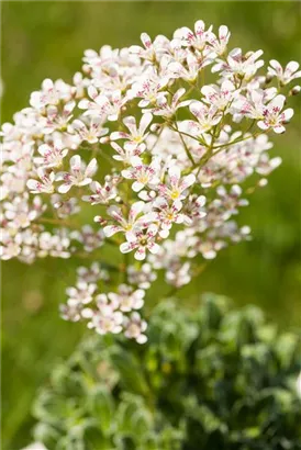 Garten-Strauch-Steinbrech - Saxifraga arendsii 'Southside Seedling'