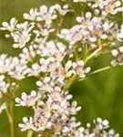 Garten-Strauch-Steinbrech - Saxifraga arendsii 'Southside Seedling'