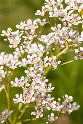 Garten-Strauch-Steinbrech - Saxifraga arendsii 'Southside Seedling'