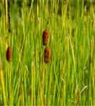 Laxmanns Rohrkolben - Typha laxmannii