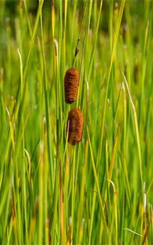 Typha laxmannii