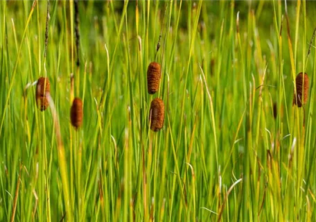 Typha laxmannii - Laxmanns Rohrkolben