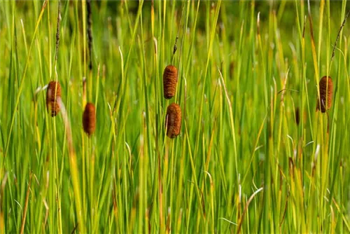 Laxmanns Rohrkolben - Typha laxmannii