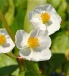 Veränderliches Pfeilkraut - Sagittaria latifolia