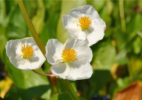 Sagittaria latifolia - Veränderliches Pfeilkraut