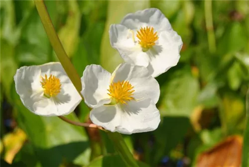 Veränderliches Pfeilkraut - Sagittaria latifolia