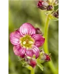 Garten-Moos-Steinbrech - Saxifraga x arendsii 'Harder Zwerg'