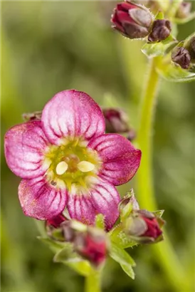 Garten-Moos-Steinbrech - Saxifraga x arendsii 'Harder Zwerg'