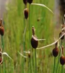 Zwerg-Rohrkolben - Typha minima